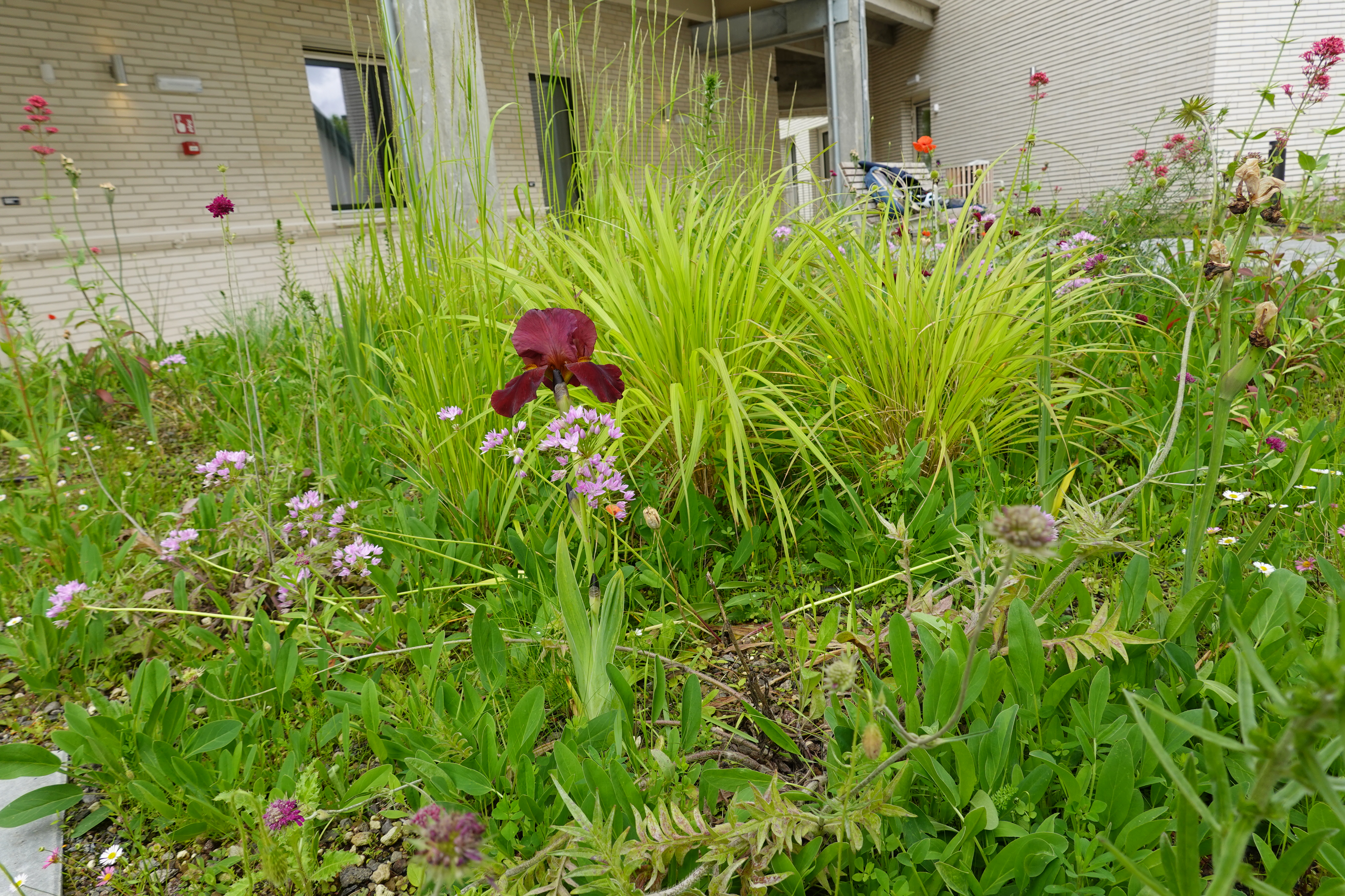 Daktuin Rusthuis Volkskliniek Gent 30 mei 24 - Myriam De Bie