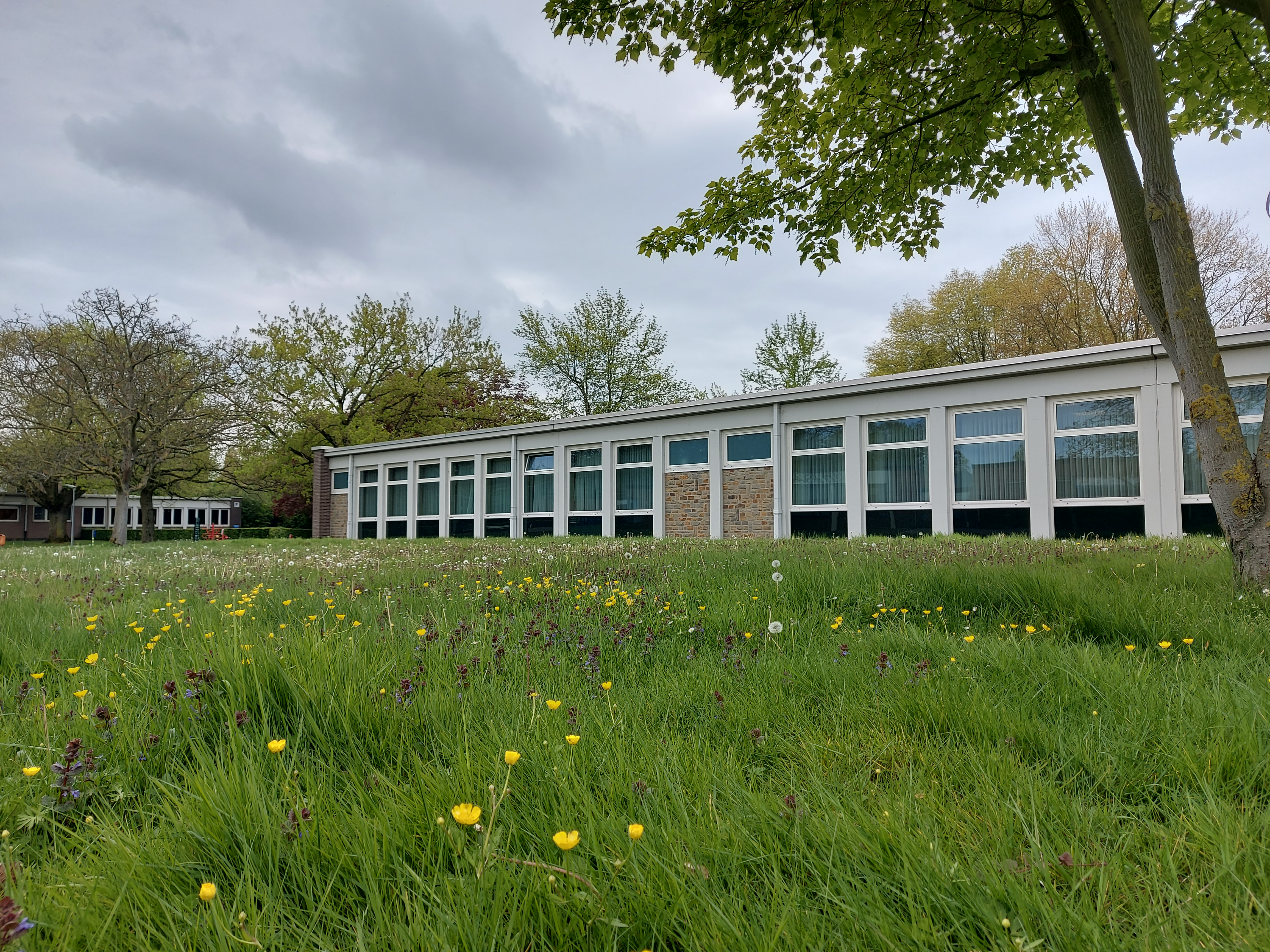 Asster Sint-Truiden grasland met gebouw op achtergrond. Op grasland wordt sinds kort maaibeheer toegepast waardoor het bloemrijker wordt.